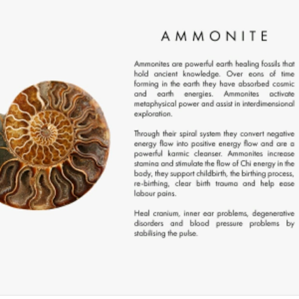 14k GOLD FILL Hematite Ammonite Wire Wrap Earrings - Picture 5 of 8